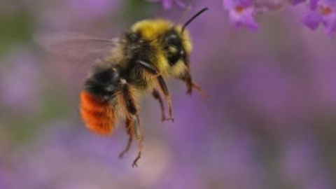 Bee Bombus Lapidarius Red-tailed male, courtesy Rachel Scopes