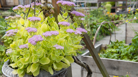 Suffolk Wildlife Trust