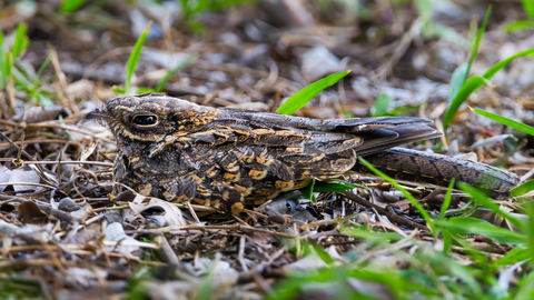 Suffolk Wildlife Trust