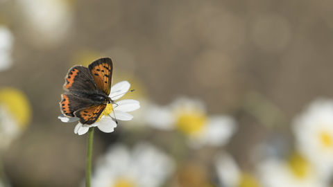 Suffolk Wildlife Trust