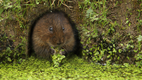 Suffolk Wildlife Trust