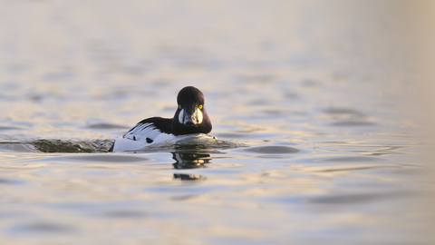 Suffolk Wildlife Trust