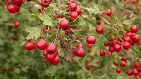 Suffolk Wildlife Trust