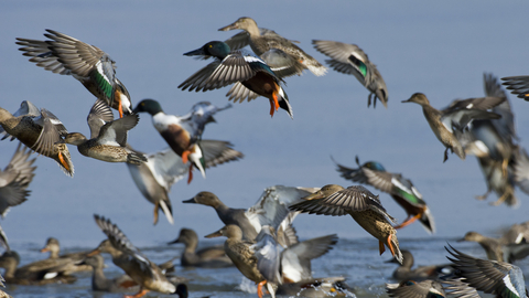 Suffolk Wildlife Trust