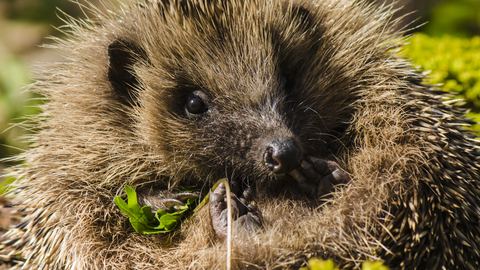 Hedgehog at Bradfield by Chris Allen