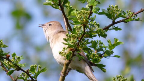 Garden Warbler by Mike Andrews
