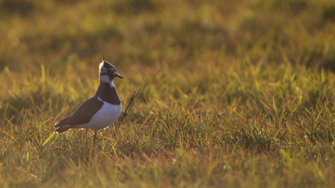 Suffolk Wildlife Trust