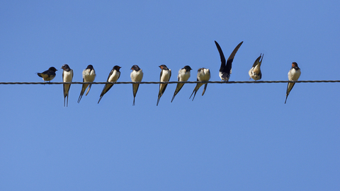 Suffolk Wildlife Trust