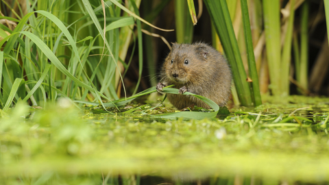 Suffolk Wildlife Trust