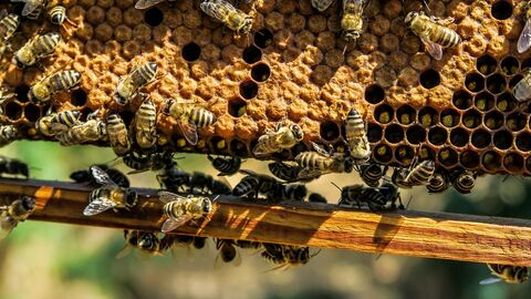 Bees and Beekeeping 