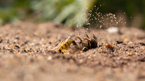 Bee wolf excavating her burrow