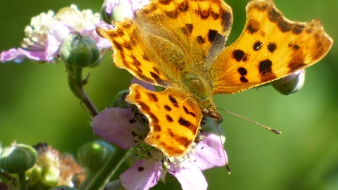 comma butterfly by Mike Andrews