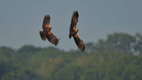 Suffolk Wildlife Trust