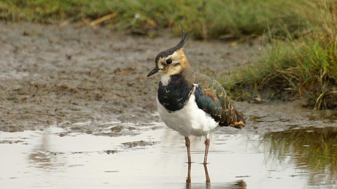 Lapwing - David Longshaw