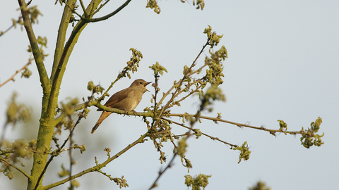Nightingale - Chris Gomersall