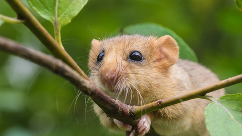 Dormouse adobestock