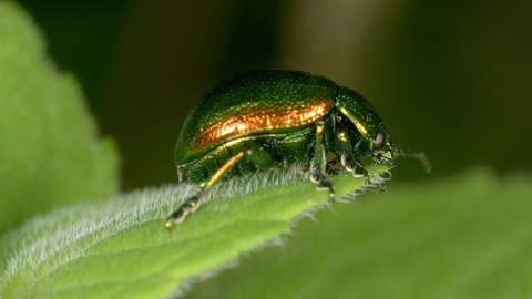 Tansy beetle