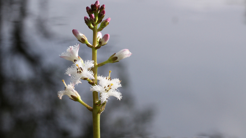 Bogbean by Steve Aylward