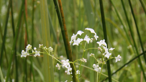 Fen bedstraw by Steve Aylward