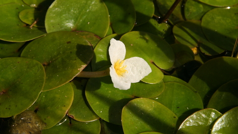 Frogbit by Steve Aylward