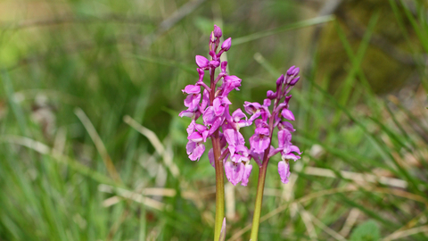 Early purple orchid by Steve Aylward