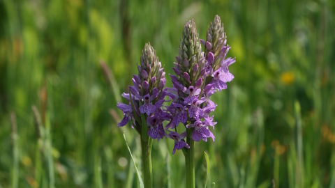 Southern marsh orchid by Steve Aylward