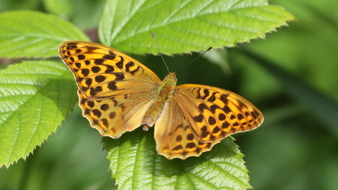 Silver washed fritillary by Steve Aylward