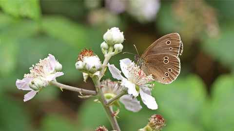 Ringlet butterfly by Steve Aylward