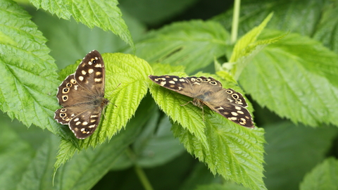 Speckled wood butterflies by Steve Aylward