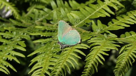 Green hairstreak butterfly by Steve Aylward