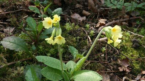 Oxlip by Steve Aylward