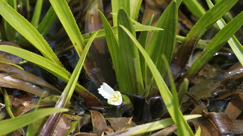 Water soldier at Castle Marshes - Steve Aylward