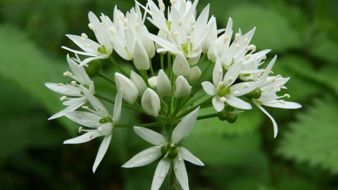 Wild garlic by Steve Aylward