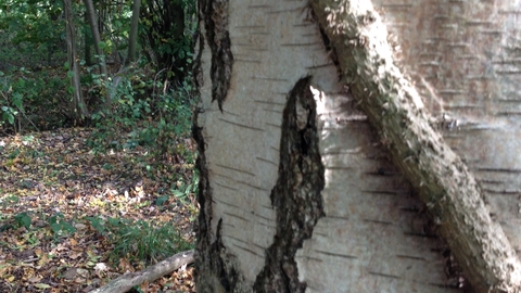 Silver birch
