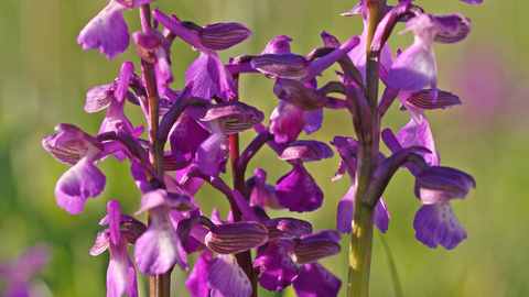 Green winged orchid by Steve Aylward