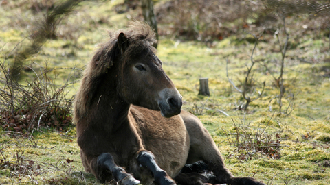 Exmoor pony by Steve Aylward