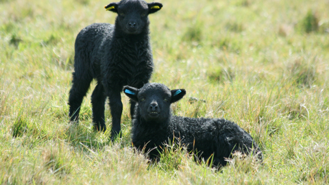 Hebridean sheep by Steve Aylward