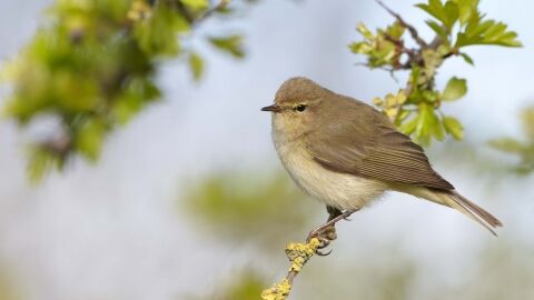 ChiffChaff courtesy of Richard Steel