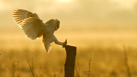Barn owl by Russell Savory