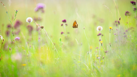 Wildflowers and butterfly by Jon Hawkins