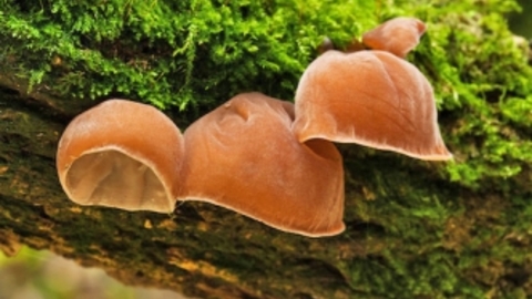 Jelly_ear_fungus_c_Elliott_Neep