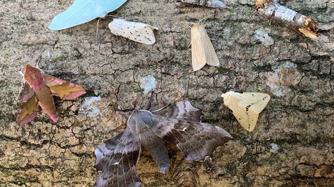 Moths from moth trap - Steve Aylward