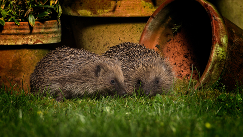 Hedgehogs - Jon Hawkins/Surrey Hills Photography