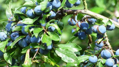 blackthorn fruits