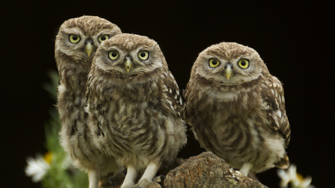 Little owls - Russell Savory