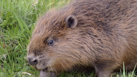 beaver