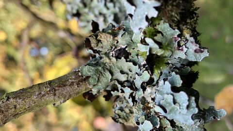 Hammered metal lichen 