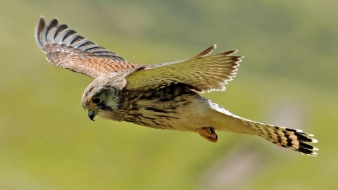 Kestrel, Steve Waterhouse