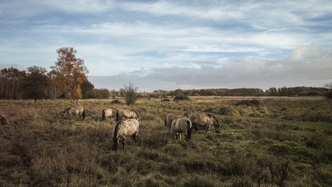 Redgrave & Lopham Fen