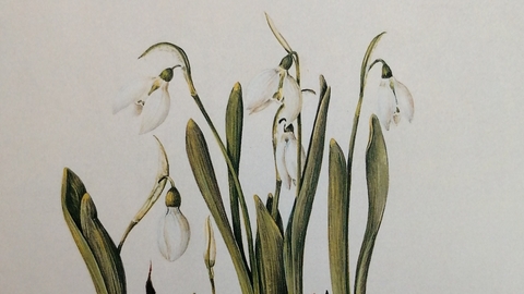 Snowdrops sketch, courtesy of Ruth Wharrier